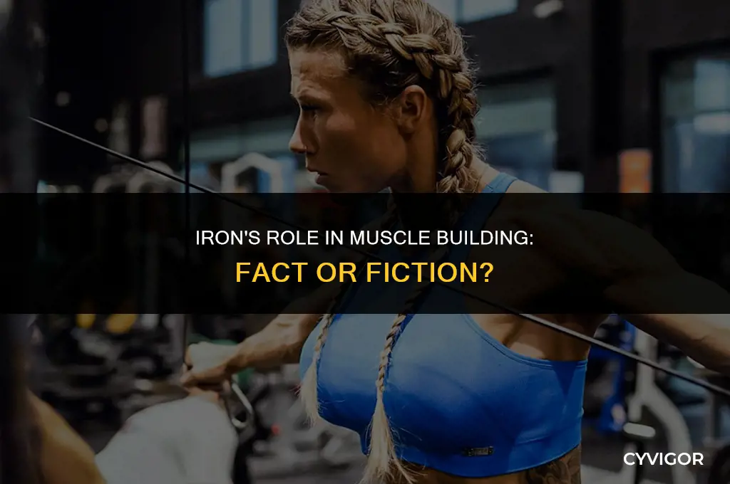 does iron help build muscle