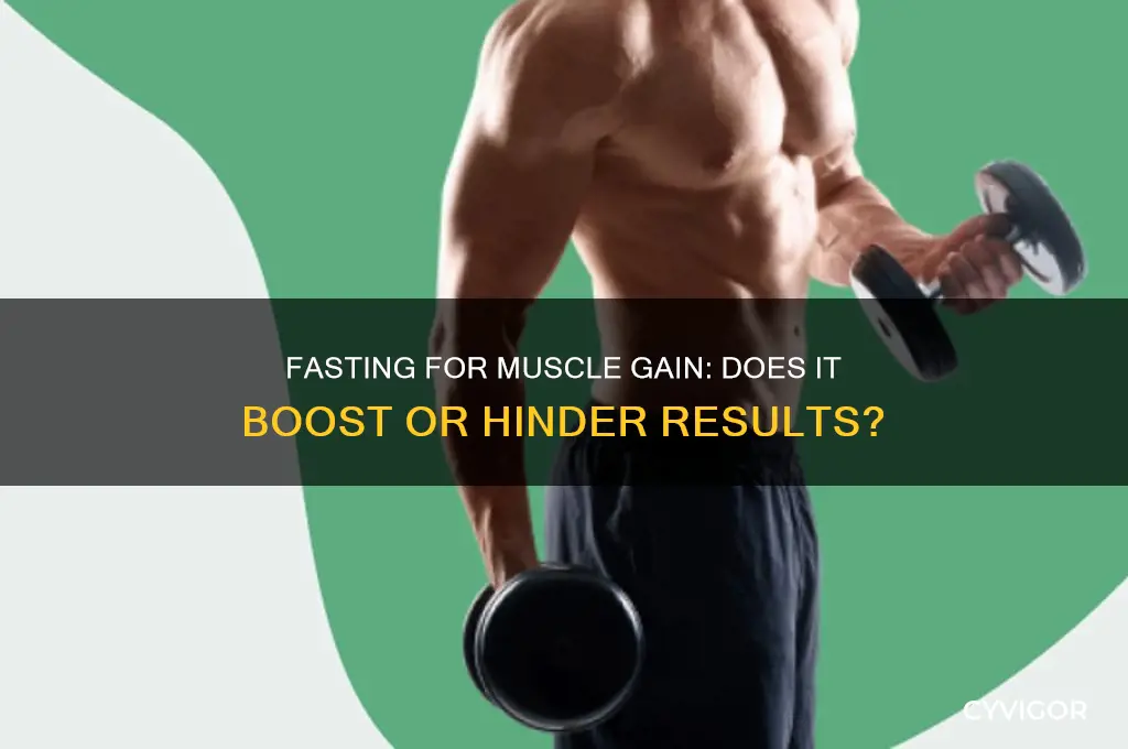 does it increase muscle gain to fast