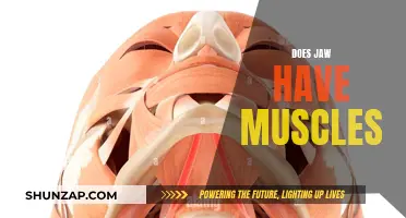 Jaw Muscles: What You Need to Know