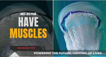 The Muscular System of Jellyfish Explored
