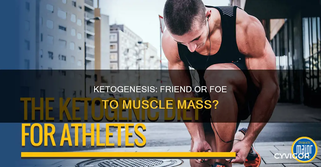 does ketogenesis break down muscle
