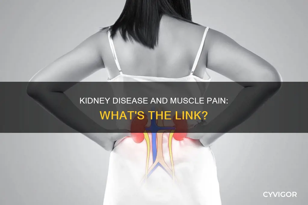 does kidney cause muscle pain