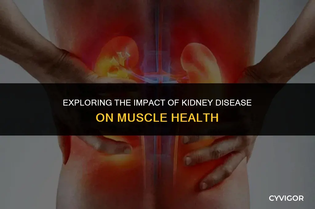 does kidney disease affect your muscles