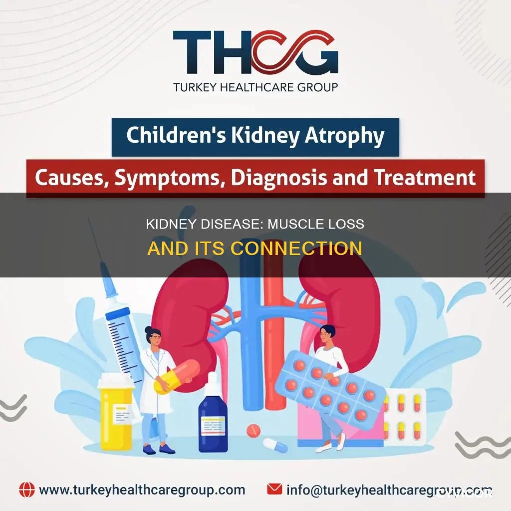 does kidney disease cause muscle loss