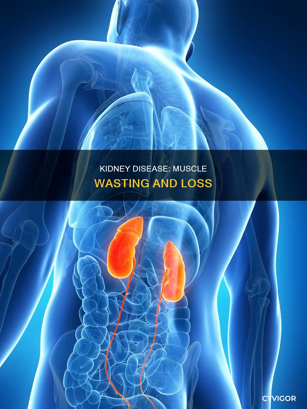 does kidney disease cause muscle wasting