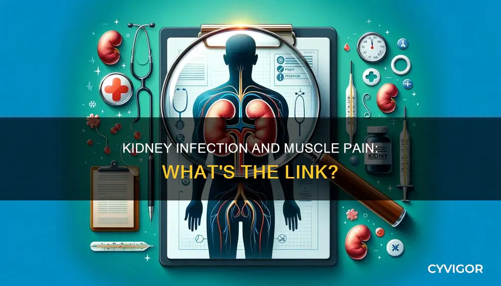 does kidney infection cause muscle pain