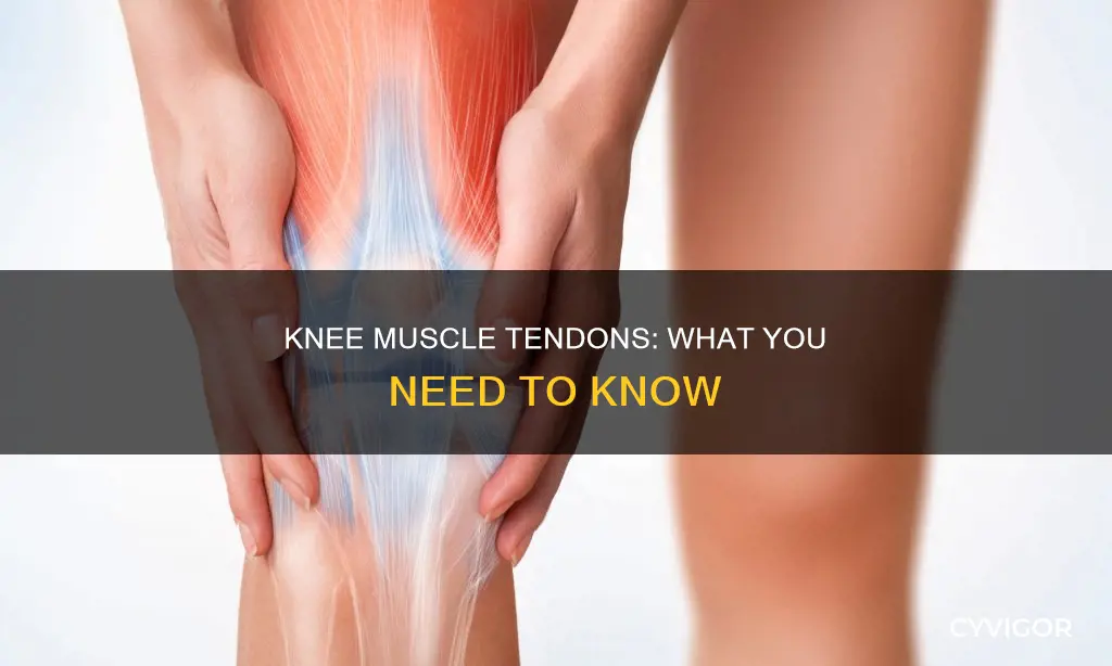 does knee have muscle tendons