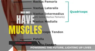 Knee Muscles: Myth or Reality?