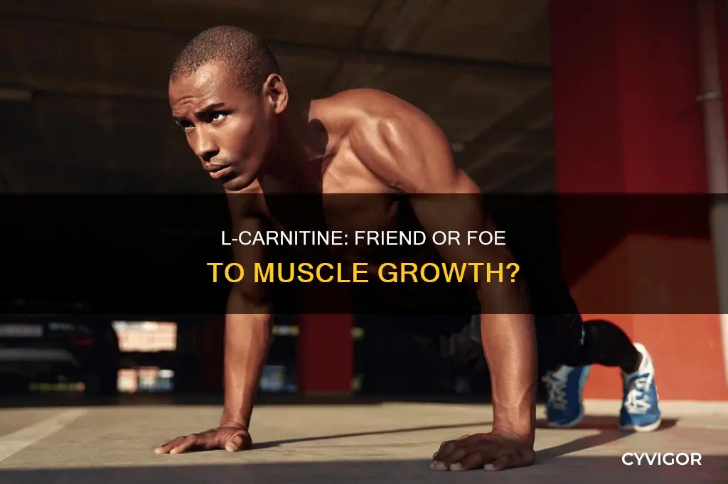 does l carnitine burn muscle