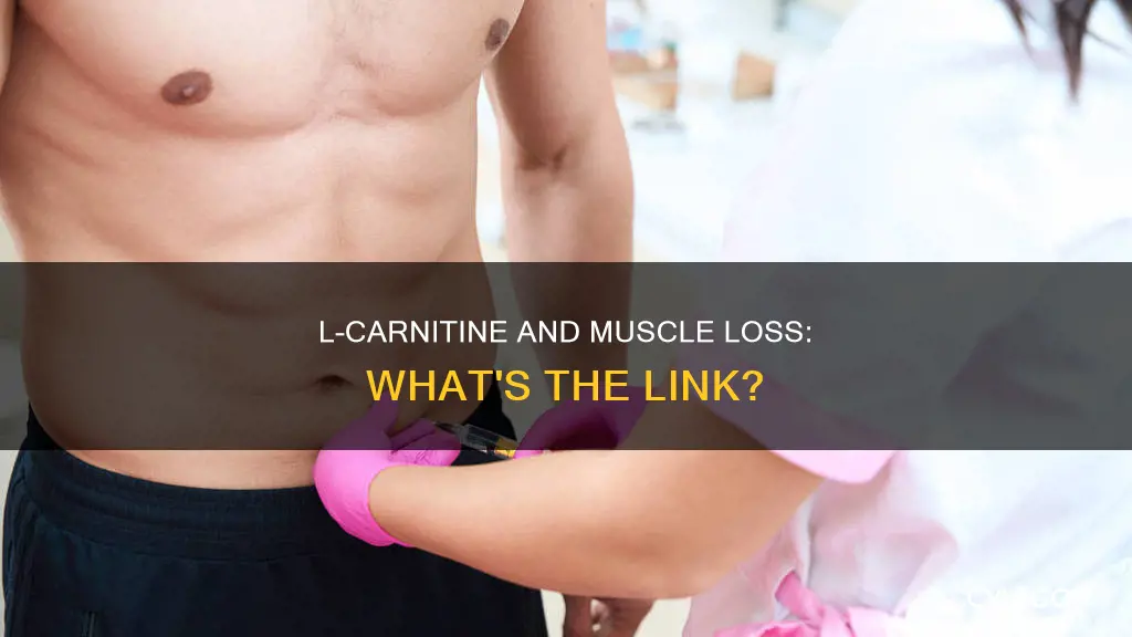 does l carnitine cause muscle loss