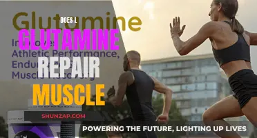 Glutamine: Muscle Repair and Recovery Superpower?