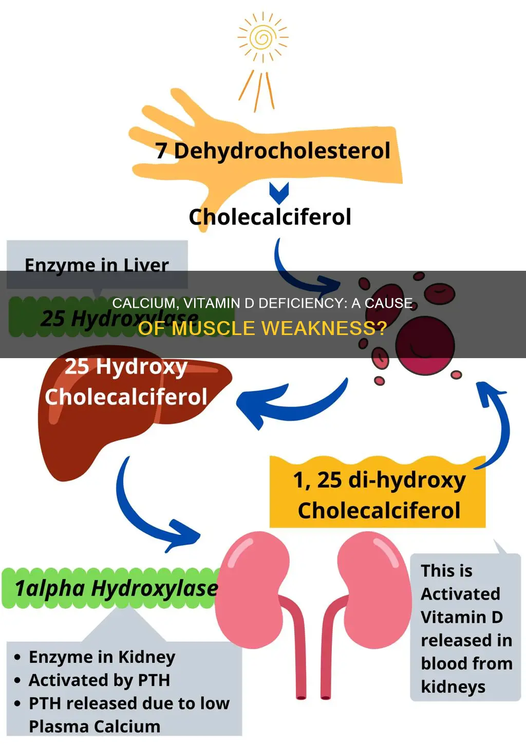 does lack of calcium and vit d cause muscle weakness