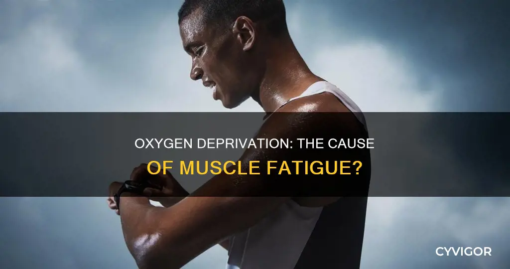 does lack of oxygen cause muscle fatigue