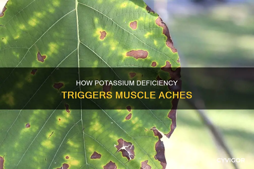 does lack of potassium cause muscle aches