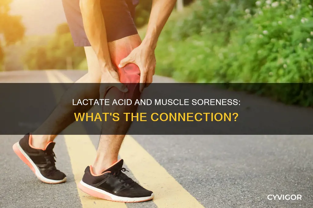does lactate acid cause muscle soreness scholary