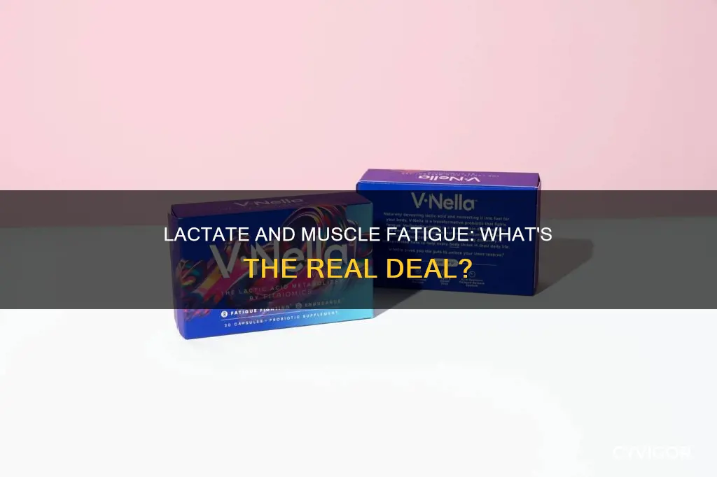 does lactate cause muscle fatigue
