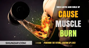 Lactic Acid and Muscle Burn: What's the Connection?