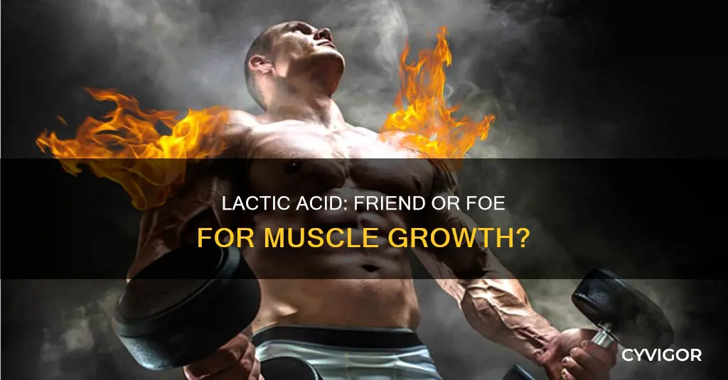 does lactic acid cause muscle growth