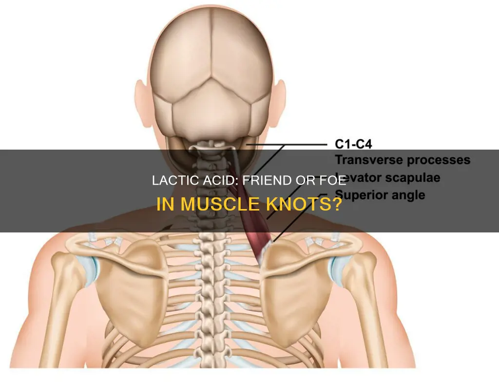 does lactic acid cause muscle knots