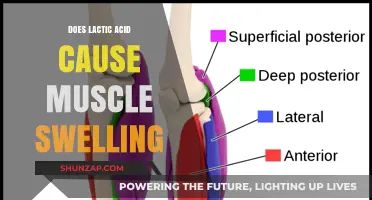 Lactic Acid: Friend or Foe in Muscle Swelling?