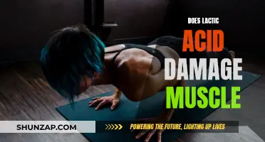 Lactic Acid: Friend or Foe for Muscles?