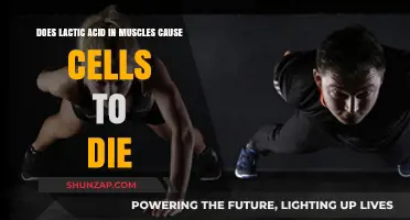 Lactic Acid: Muscle Cell Killer or Performance Enhancer?