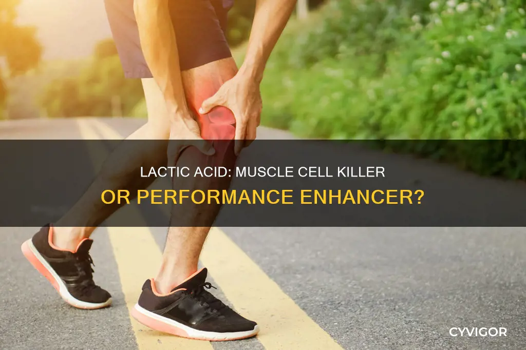 does lactic acid in muscles cause cells to die