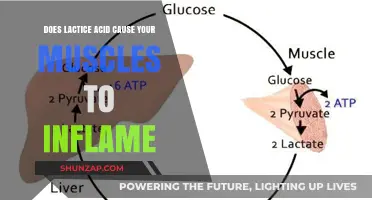 Lactic Acid: Friend or Foe for Muscles?