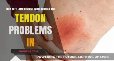 Lyme Disease: Muscle and Tendon Complications