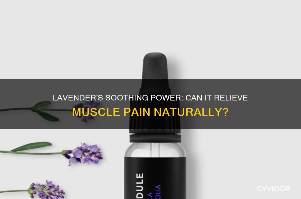 does lavender eas muscle pain