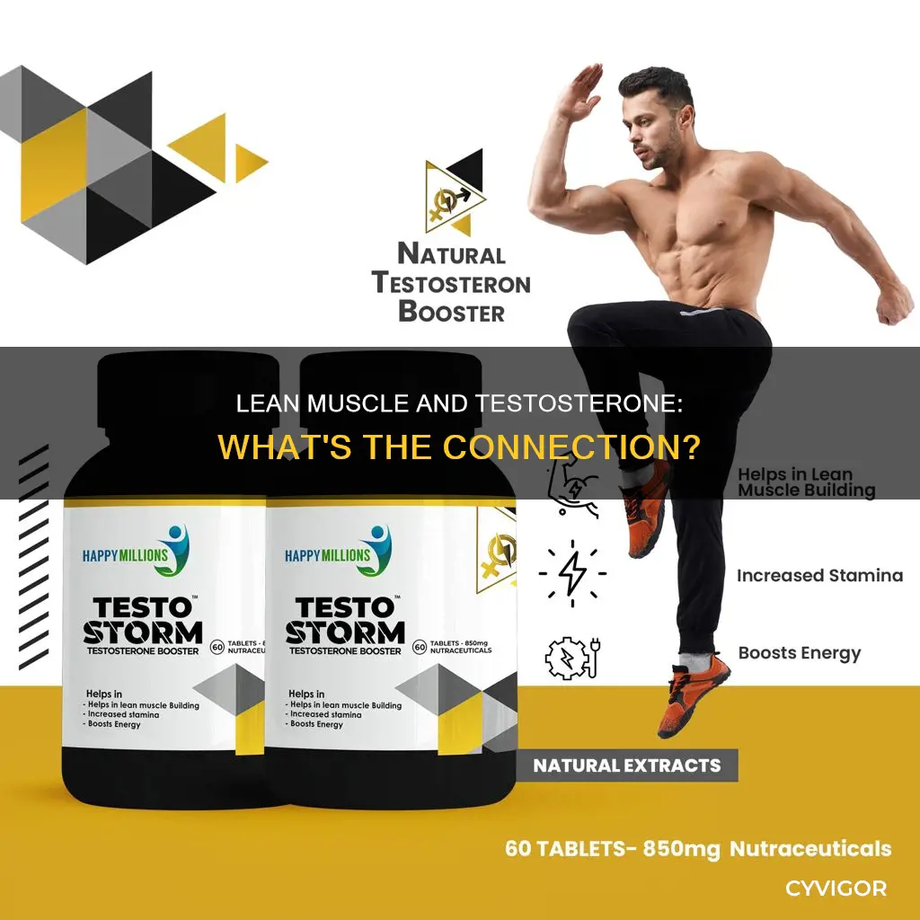 does lean muscle increase testosterone
