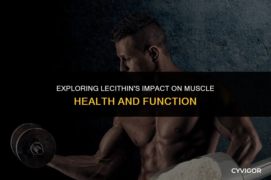 does lecithin affect muscles