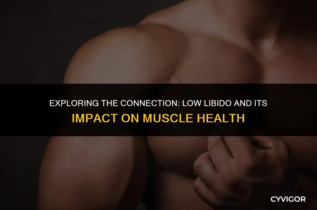 does less libido affect muscle