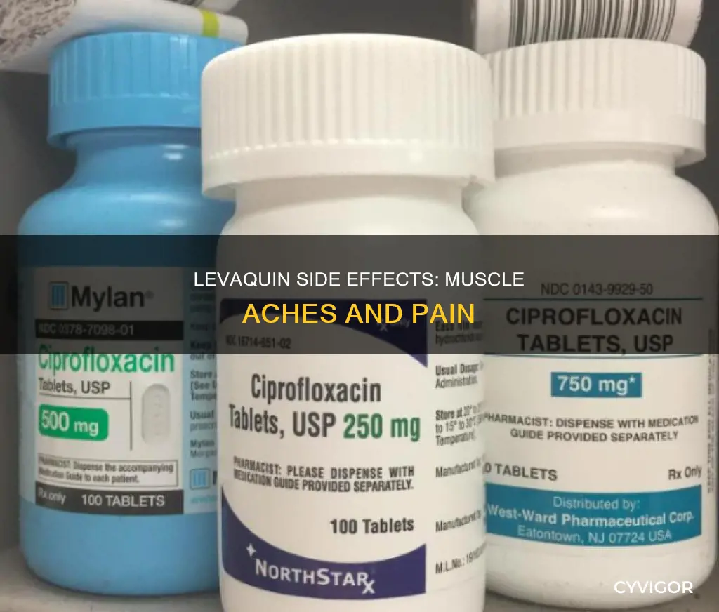 does levaquin cause muscle aches