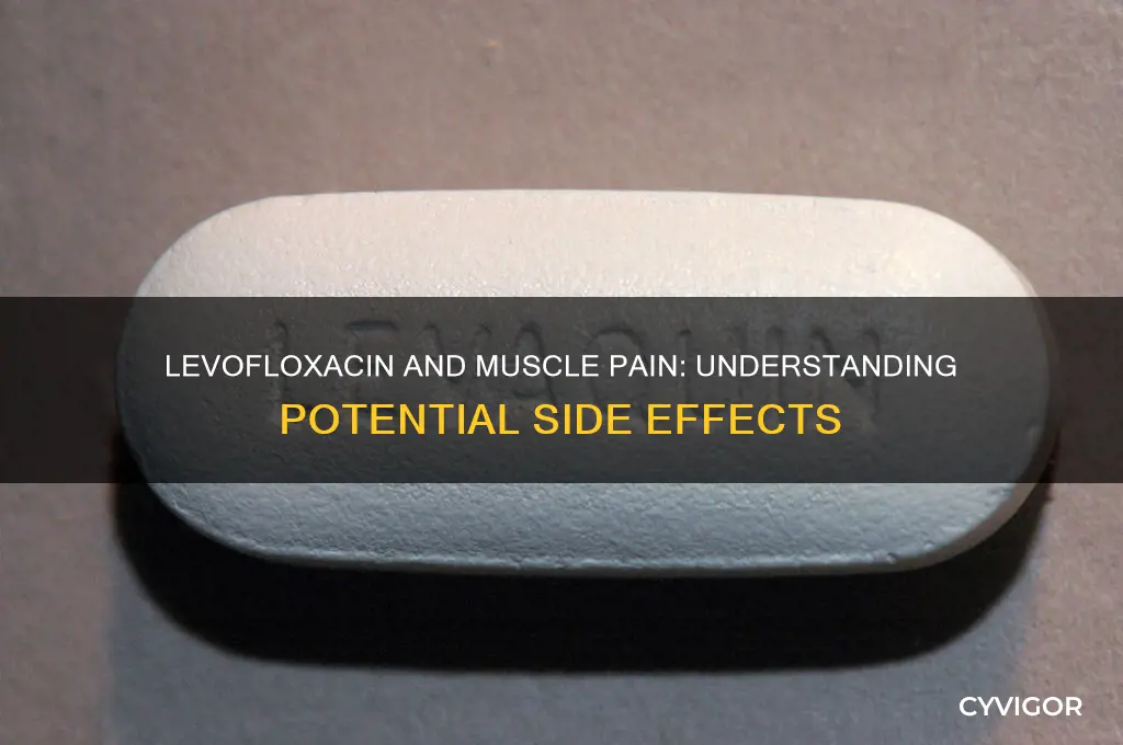 does levoflaxacin have side effect of muscle pain
