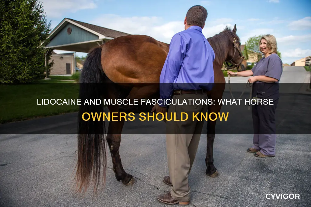 does lidocaine cause muscle fasiculations in horses