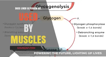 Fuel for Fitness: The Role of Liver Glycogen in Muscle Performance