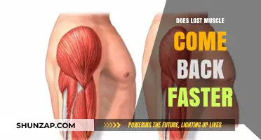Regaining Lost Muscle: The Science Behind Faster Recovery