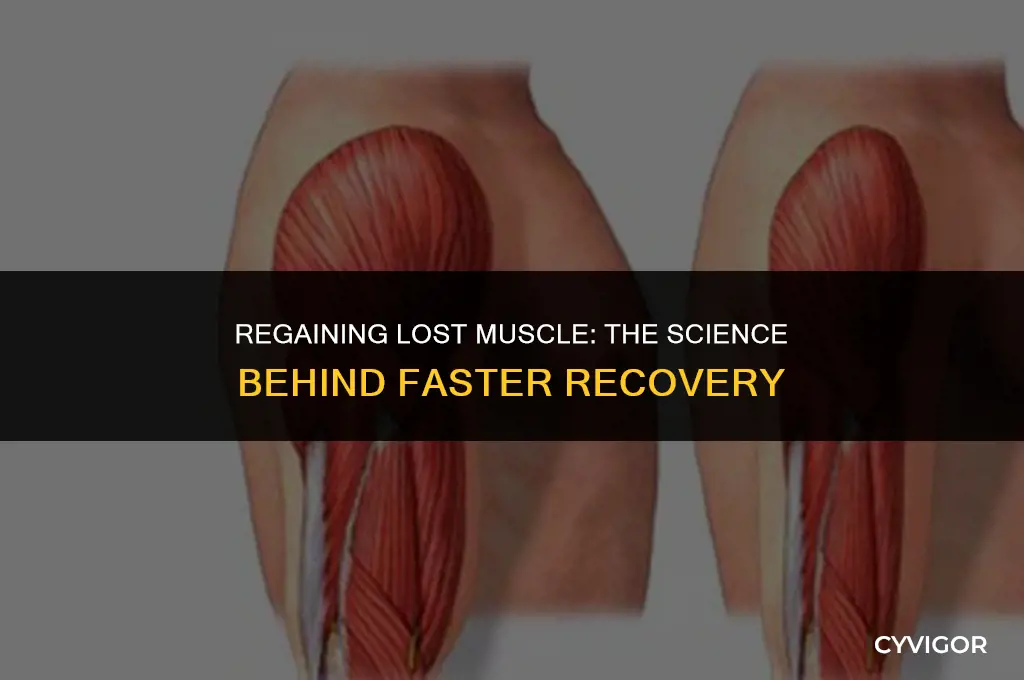 does lost muscle come back faster