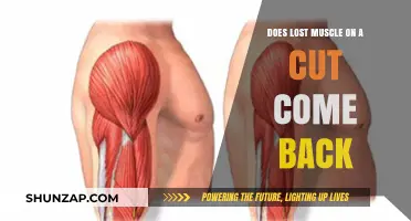 Regaining Lost Muscle: What Really Happens During a Cut?