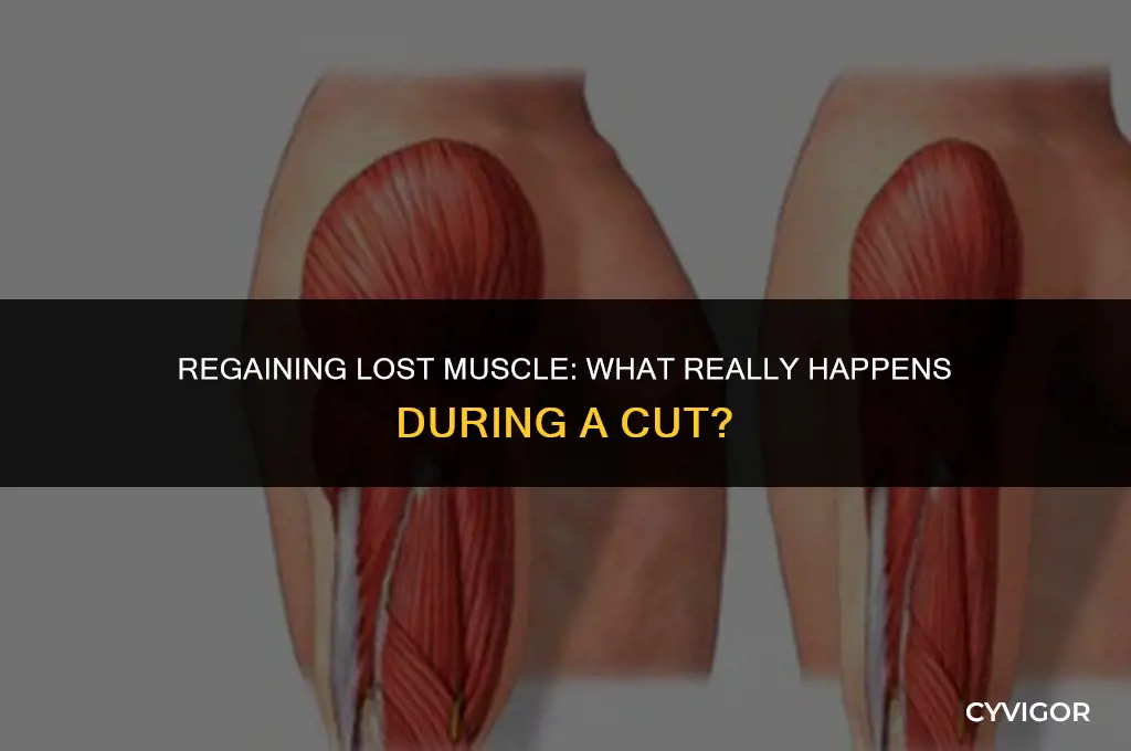 does lost muscle on a cut come back