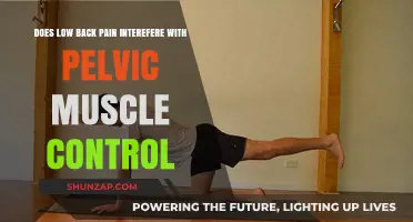 Low Back Pain's Impact on Pelvic Muscle Control: Exploring the Connection