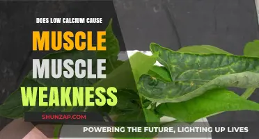Calcium Deficiency: The Cause of Your Muscle Weakness?