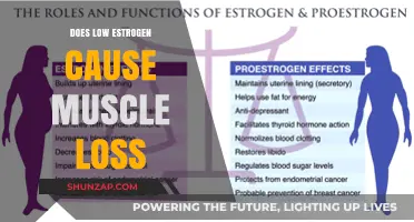 Estrogen and Muscle Loss: What's the Link?