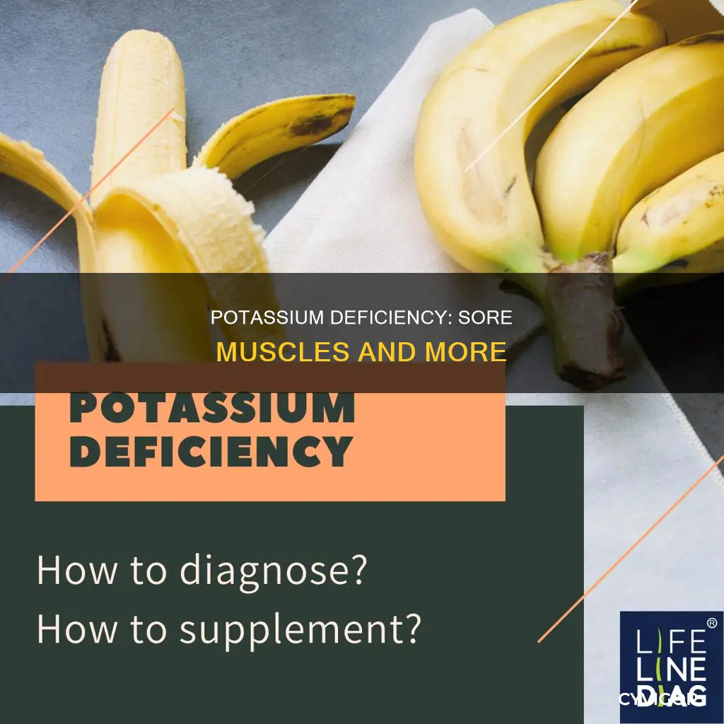 does low potassium cause sore muscles