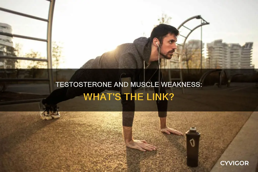 does low testosterone cause muscle weakness
