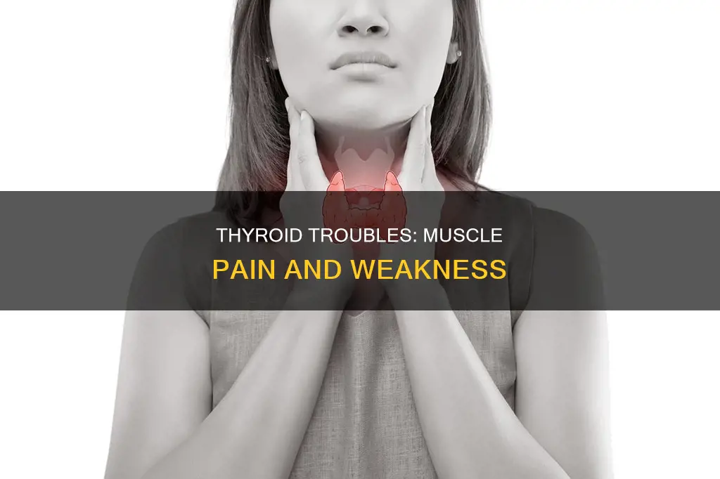 does low throid cause muscle pain and weakness