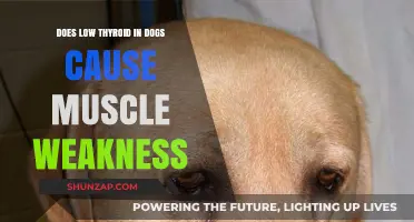Thyroid Issues in Dogs: Muscle Weakness and Health