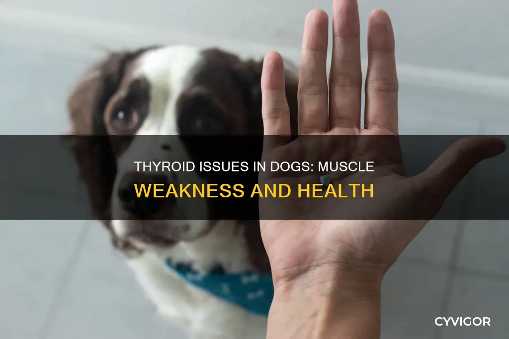 does low thyroid in dogs cause muscle weakness
