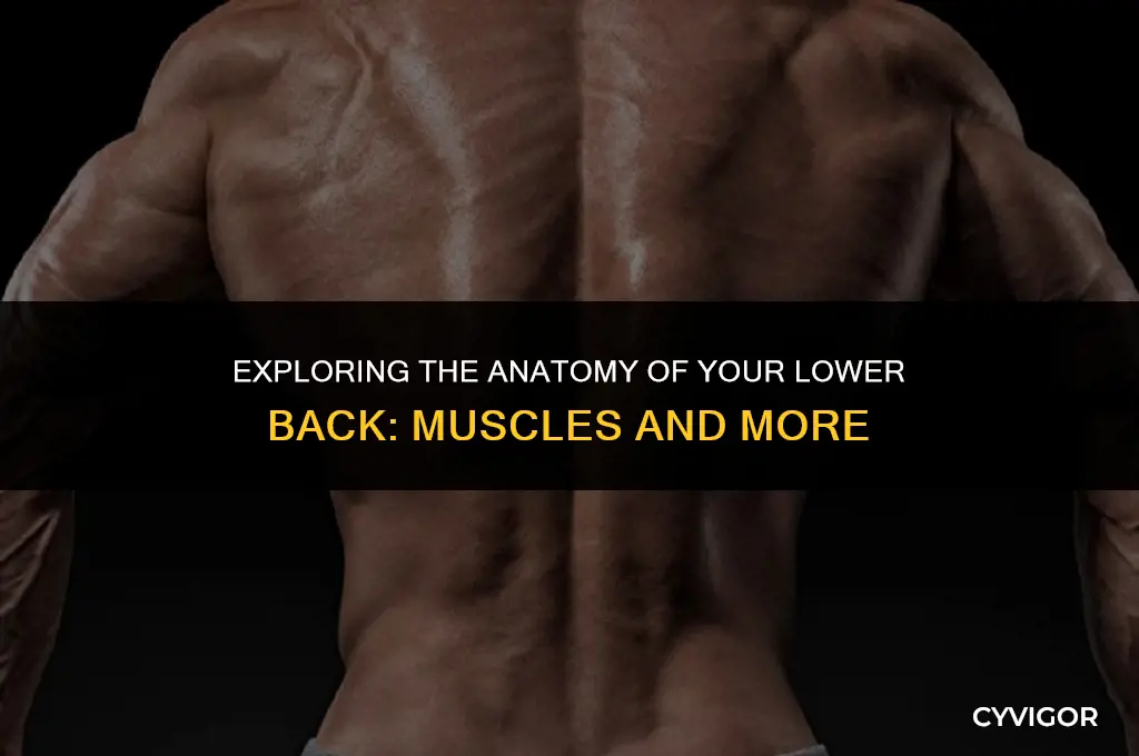 does lower back have muscles